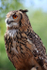 Eurasian Eagle Owl AGT _066