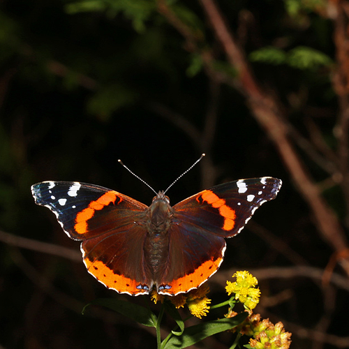 A freshly emerged red admiral feeds on a wild privet flower.
