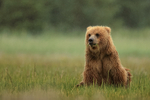 Brown Bear sitting drizzly rain, Silver Salmon Creek, Alaska