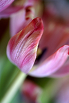 Flowers Set 13 - 16