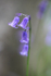 Bluebells   _ WOOD_002