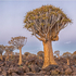 Quiver trees at dusk