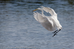 Great Egret (Casmerodius albus) portfolio