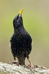 Starling