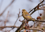 Greenfinch - Carduelis chloris RPNP0069
