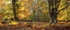 Majestic Beechwoods, New Forest EDC078