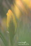 Nature-39