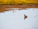 Pintail of the Fall 170-1801