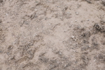 SBM_010740