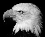 b5437bw  bald eagle