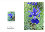 009 Iris