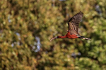 Flying Glossy Ibis (adult), Wakodahatchee Wetlands, Florida