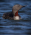 RED THROATED DIVER 2