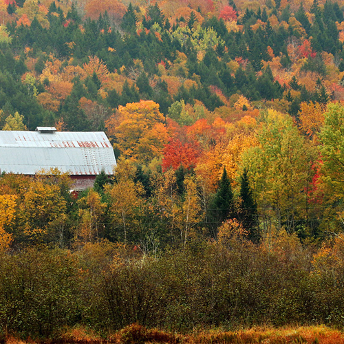 A barn in rural Kings County, New Brunswick surrounded by October's colorful hues.