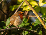 Robin