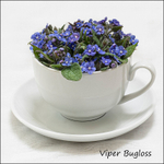Vipers Bugloss