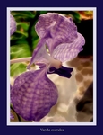 Vanda coerulea 2