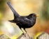 Blackbird (01)