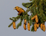 Crossbills portfolio