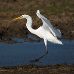 Great White Egret portfolio
