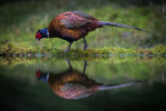 Pheasant Reflection