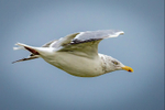 Seagull in Flight