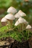 Fungi on a Tree Stump 1