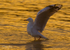 Gull Golden Dance 1