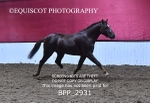 BPP_2931