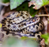Female Adder