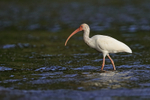 White Ibis wading in sea, Playa Cativo Lodge, Costa Rica