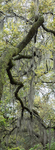 LIVE OAK #1 - SOUTH CAROLINA