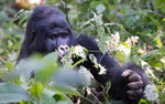 Bwindi (Ruhija)