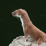 single weasel