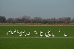 Bewick's Swan