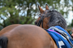 300826-Race 2-Jm Jungle-9757