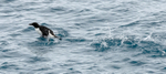 Thick-billed Murre