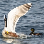BBW-08-The Gull gets the fish!