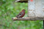 Pine Grosbeak