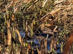 Common Snipe