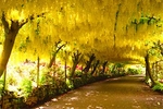 Laburnum arch Bodnant gardens