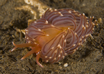 Facelina bostoniensis