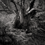 ENDURANCE- LOCH MAREE, SCOTLAND