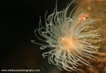 UML009: Sealoch anemone