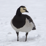 Barnacle Goose in the snow at Munich Zoo