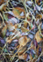 FIRST FROST, 2013 - PORT RYERSE