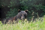 Brown Bear, Libearty Bear Sanctuary, Zărneşti, Brașov County, Romania