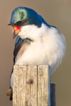 Tree Swallow Project portfolio