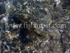 Camouflage Taupo Trout.