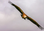 griffon vulture Gyps fulvus-1